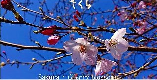 Indian-British Woman Finds Sanskrit Origin in Japanese Buddhism Words